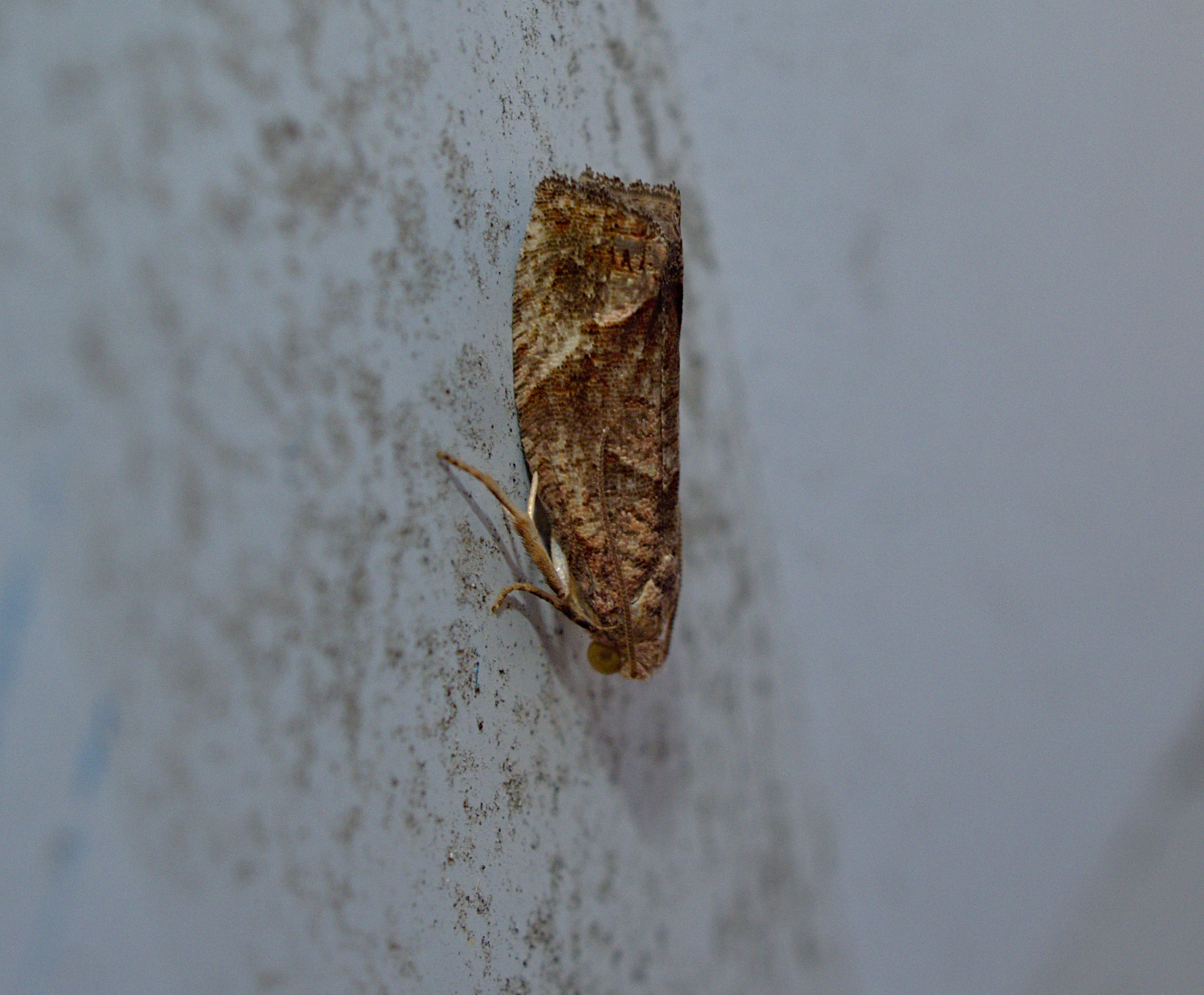 What a great moth name_20200810.jpg